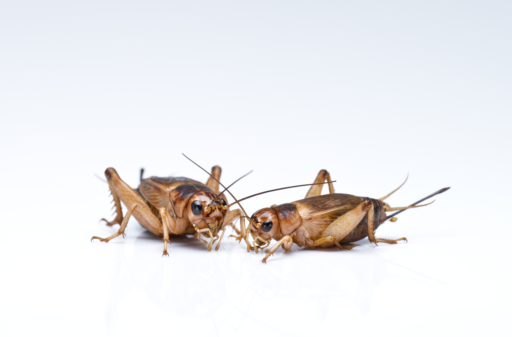 Great Content Marketing Fails - Nothing But Crickets