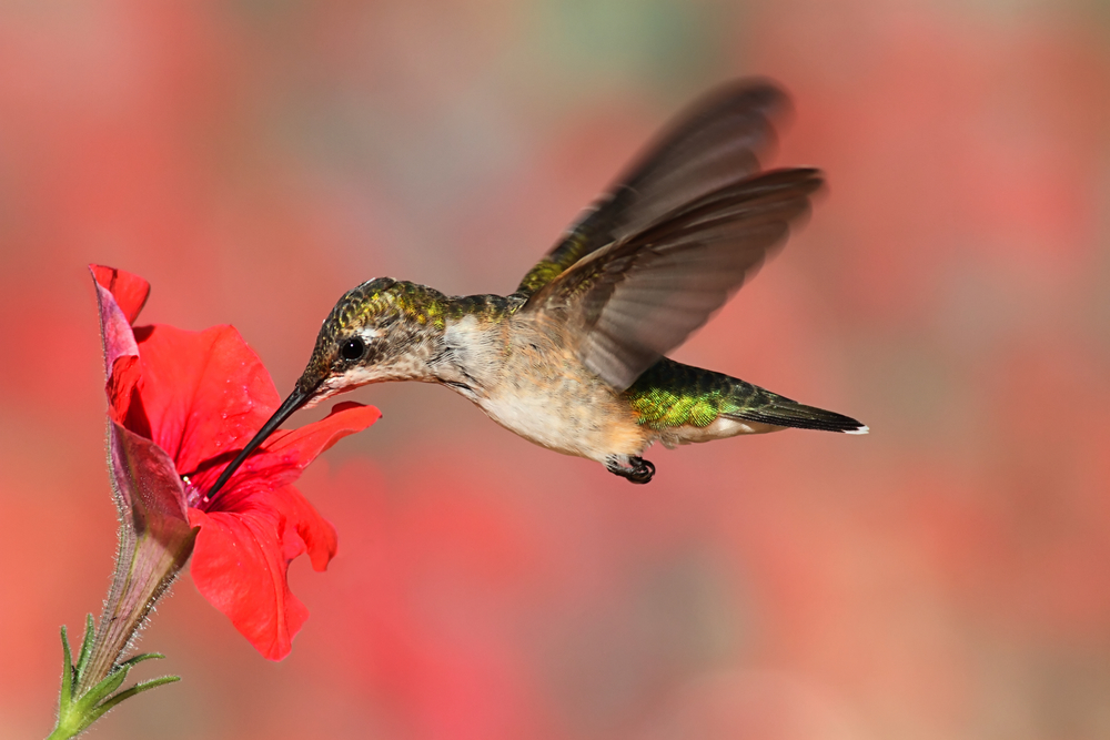 How to Recover From a Hummingbird Algorithm Update