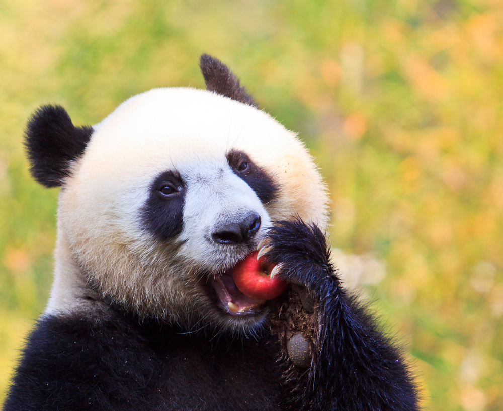 How to recover from a Panda algorithm update